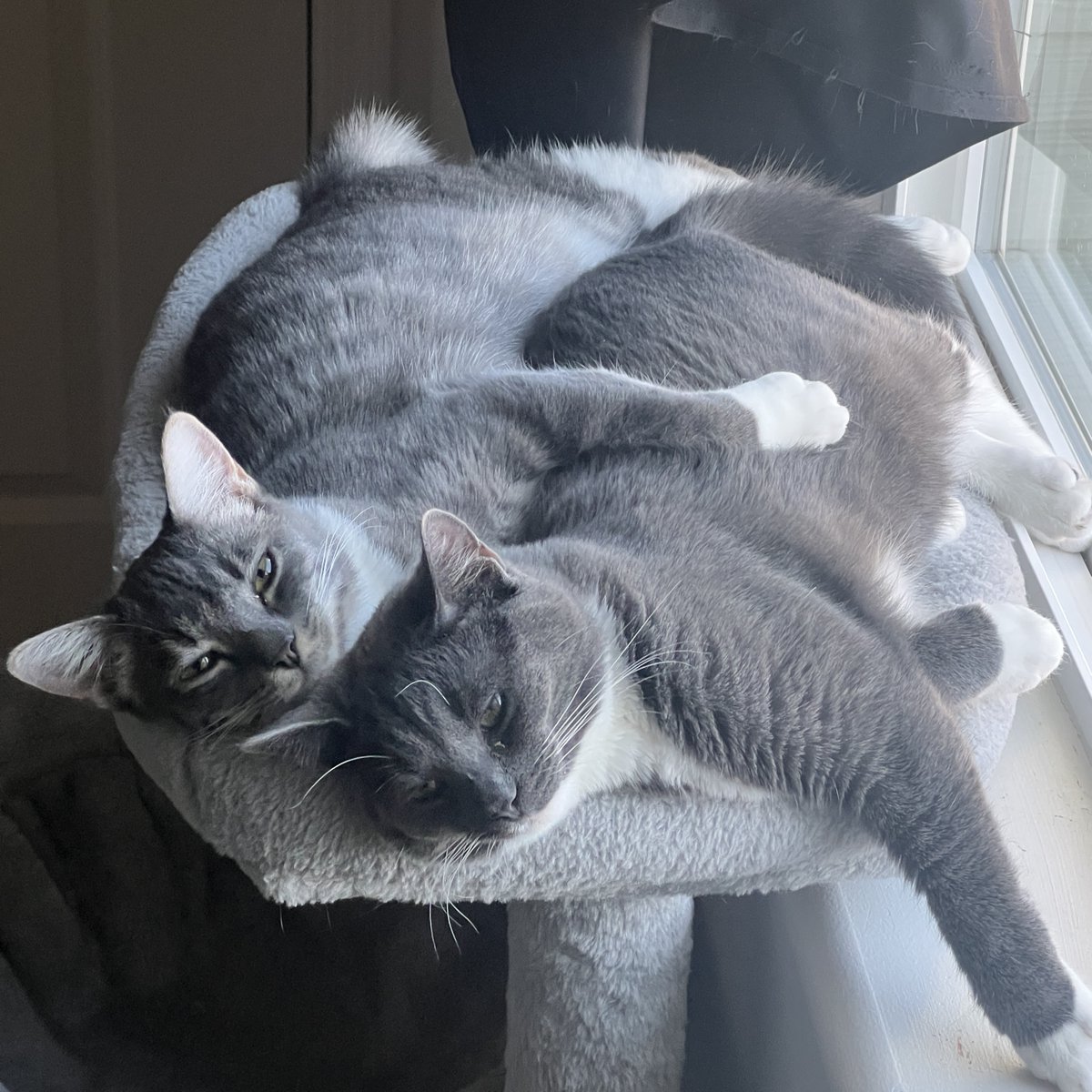 PlaySanoGames's tweet photo. @devcatsgames Thanks for featuring my game! In honor of the event, I'm giving each of my kitties a whole tube of churu. https://t.co/nvUFX3fp93