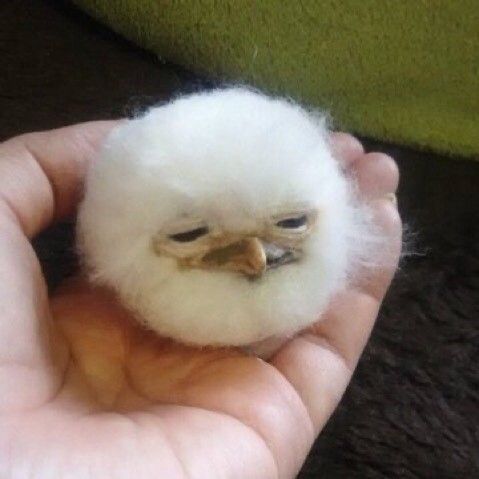 birdballsol's tweet photo. one more leg up and we bonding. https://t.co/g2Ce0raLch