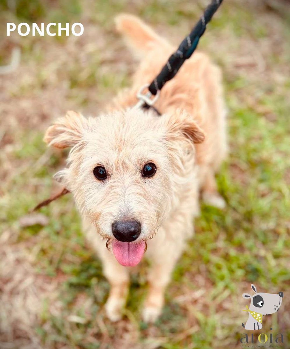 SosAbuelos1's tweet photo. #PONTEVEDRA
#PONCHO tiene 8 años; los ha pasado atado a una cadena

Es un perrillo muy extrovertido al que le encanta disfrutar, conocer sitios y hacer nuevos amigos

Le han llegado rumores de que existen hogares donde te quieren infinito y ahora es todo curiosidad

692 87 19 84 https://t.co/J16uXkyPHi