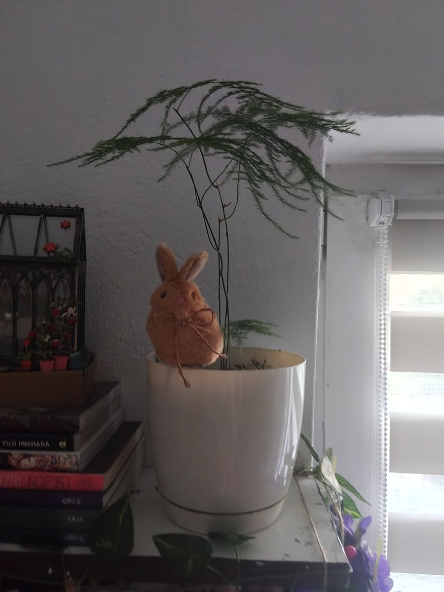 TeaToruu_'s tweet photo. Anyway my plants collection. Some of the plants share the pots because I don't have space, I used to have a palm but it grew to big and I had to move it to living room https://t.co/bL2wHkwA3P