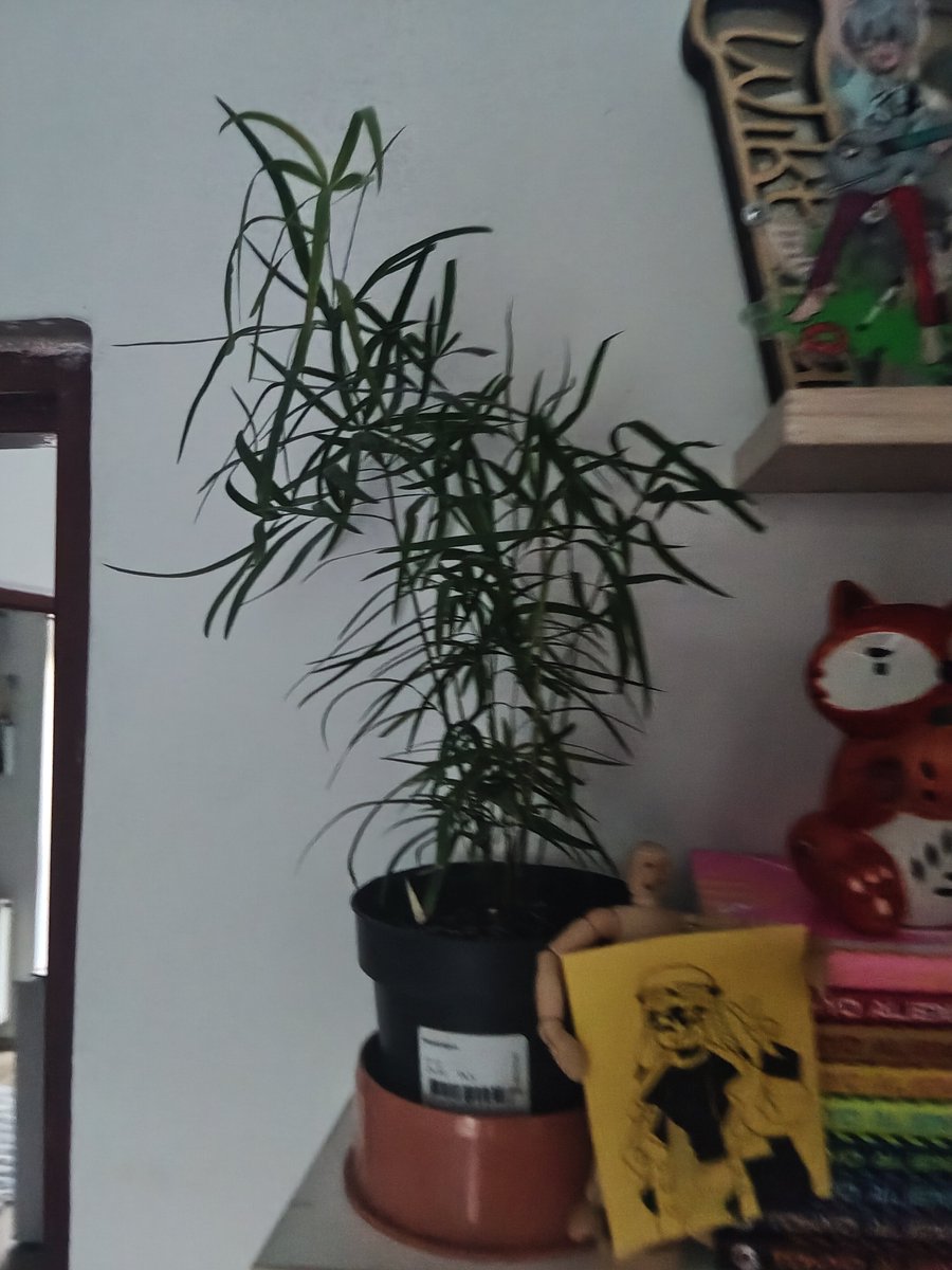 TeaToruu_'s tweet photo. Anyway my plants collection. Some of the plants share the pots because I don't have space, I used to have a palm but it grew to big and I had to move it to living room https://t.co/bL2wHkwA3P