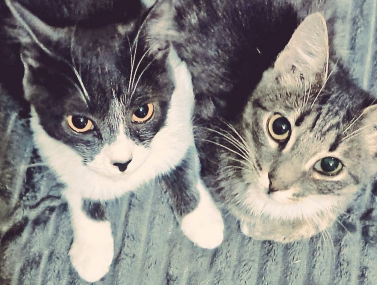 KevGel23's tweet photo. I couldn't choose just one... so I'm bringing my handsome support team. 😸🐈
@miephat
#MieAya
#PlusASelcaDay https://t.co/FrMhB0iTLb
