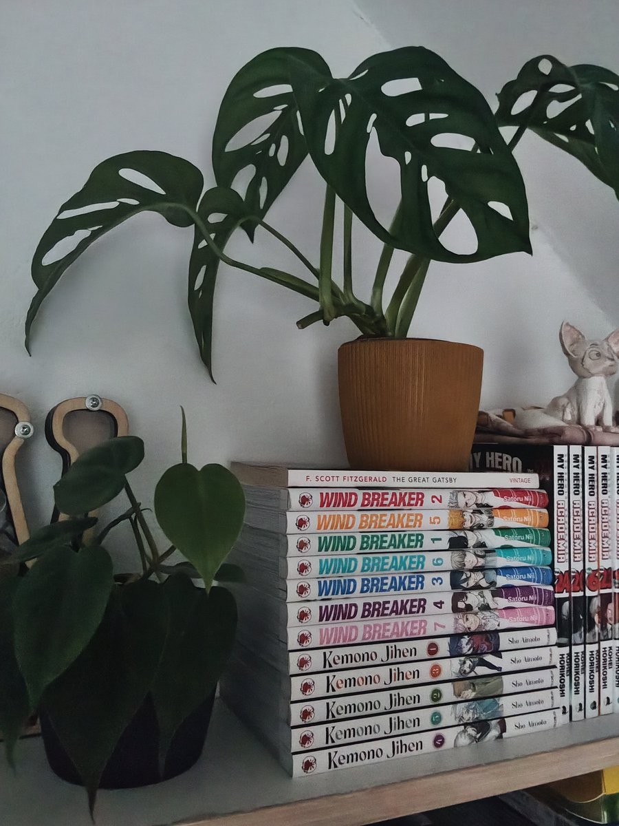 TeaToruu_'s tweet photo. Anyway my plants collection. Some of the plants share the pots because I don't have space, I used to have a palm but it grew to big and I had to move it to living room https://t.co/bL2wHkwA3P