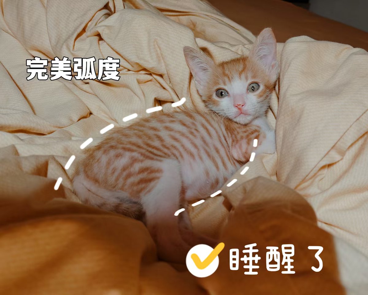 akralkaev's tweet photo. Just found my old chonky cat napping exactly on the freshly folded laundry I spent 20 minutes stacking  Guess someone claimed prime real estate. https://t.co/CLEpZXLnSC