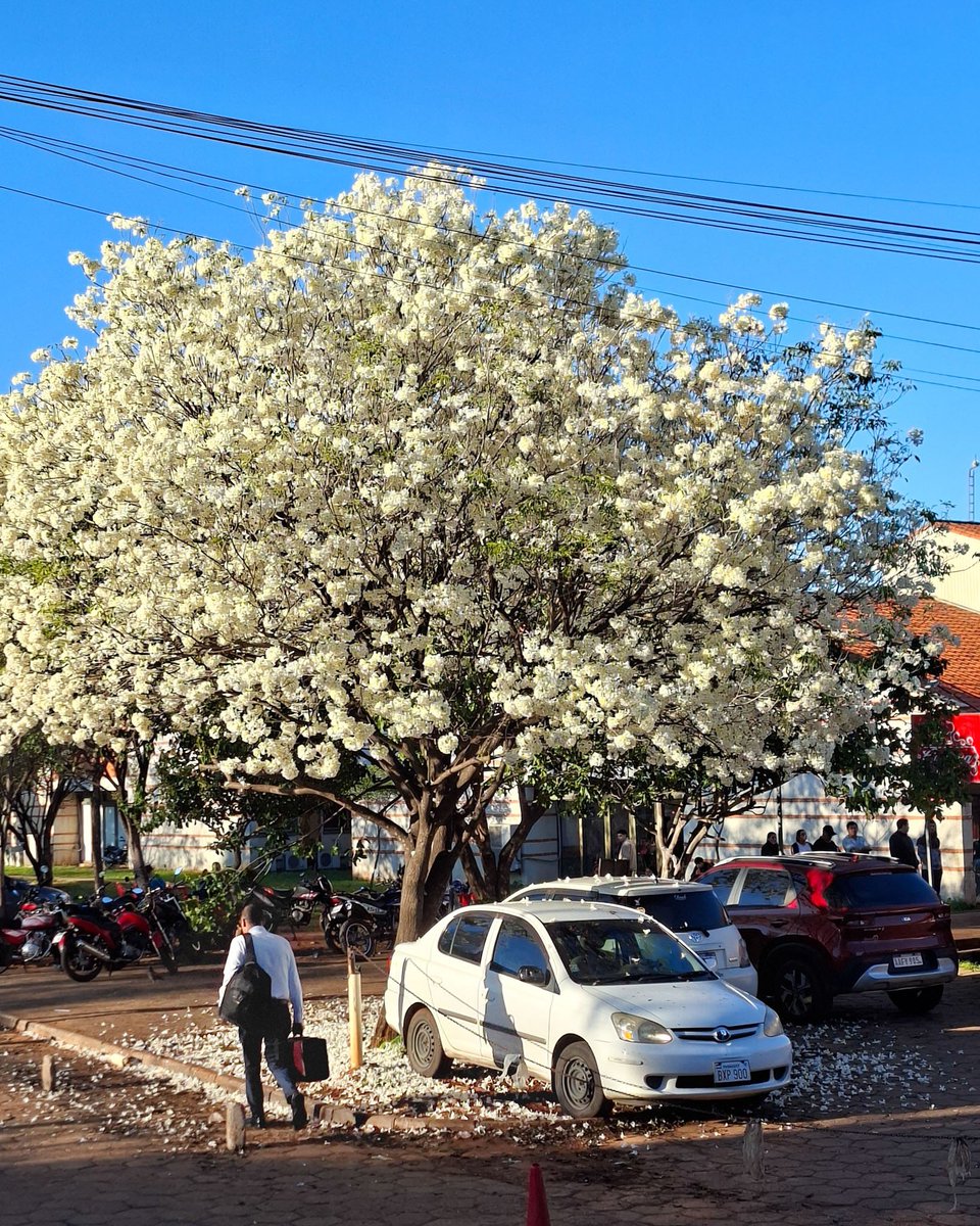 hyperFEDEX's tweet photo. Lapacho blanco para mi la suerte. https://t.co/VJryVvSPF3