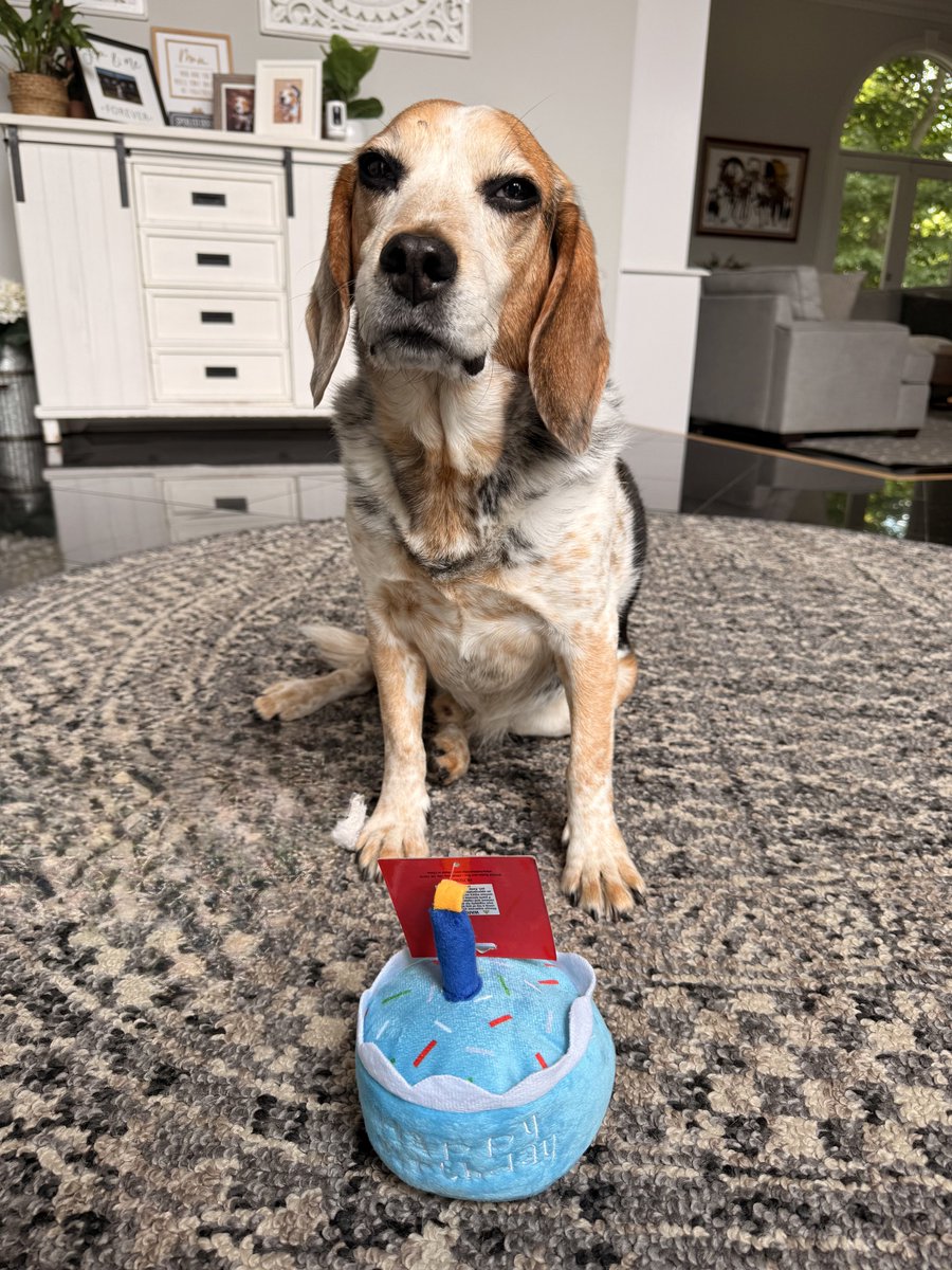 BeagleBrigadeGA's tweet photo. Oh Yeti! 😂 

I know you want a real cake! 🍰 

#Beagles
#BirthdayBoy https://t.co/C7IEPTnpMb