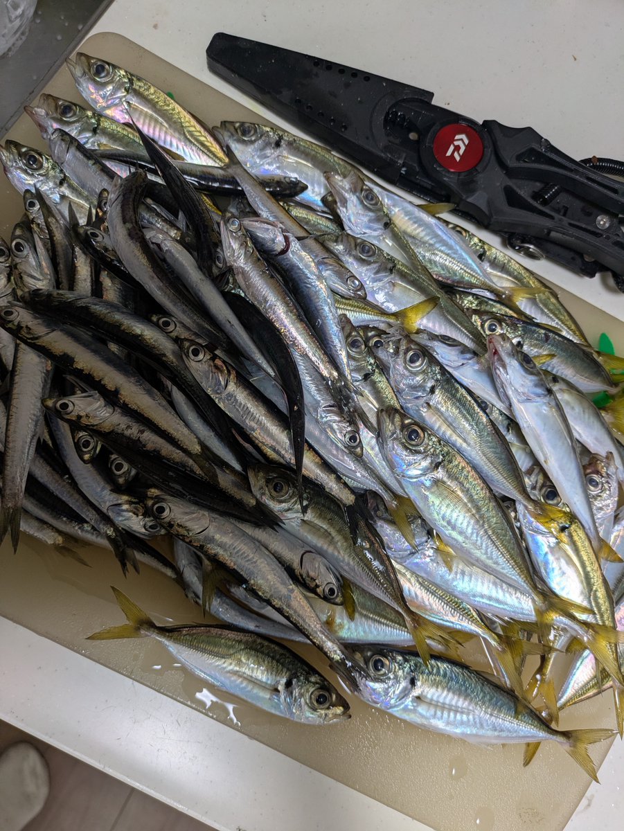 tututsu03's tweet photo. 夏休みスタート!!
子供らがサビキしたいって事で南蛮漬け確保(   ຶ- ຶ ) https://t.co/C3nW7sPeIX