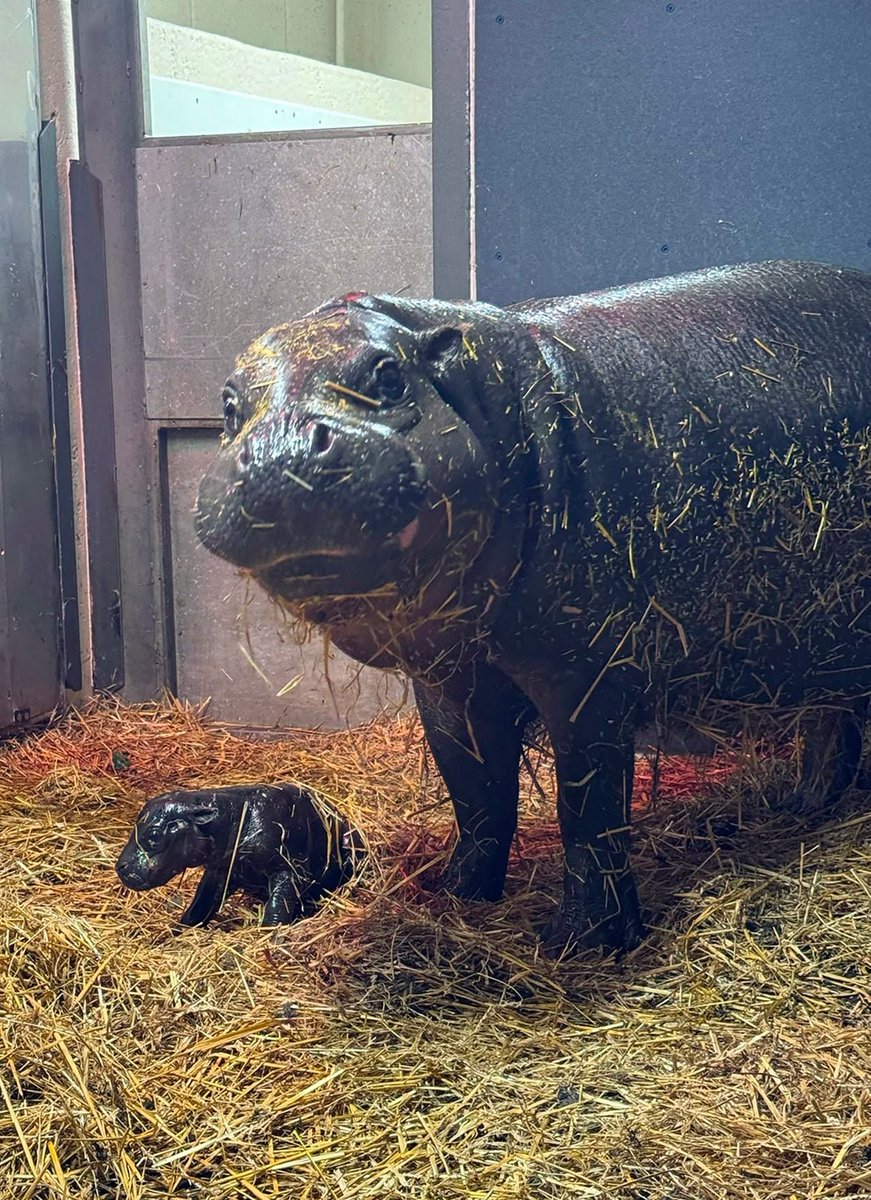 yoxics's tweet photo. The Toronto Zoo celebrates the birth of a female pygmy hippo calf named Tiny Tank, a major win for the endangered species

Born to her 20-year-old mother Kindia and 31-year-old father Harvey https://t.co/2NEJ0gp3lb