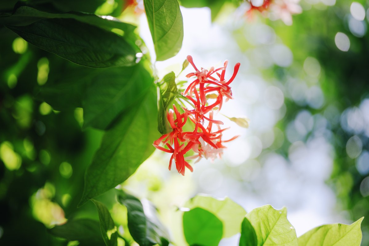 ishafoundation's tweet photo. A burst of red, tucked into the green.

#ShotAtIsha https://t.co/rto62jpOKQ