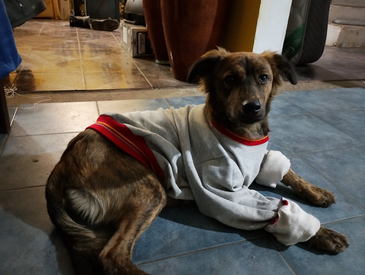 bettysaidfu's tweet photo. ella es nubi, le encanta subirse al sillón pero estos días por su cadera no puede porque le duele. le gustan las mandarinas pero sólo si le saco la pielcita que recubre los gajos. usa un buzo de cuando yo era chiquita los días de frío y le gusta acostarse al lado de la salamandra https://t.co/Pg9PdoAdgO