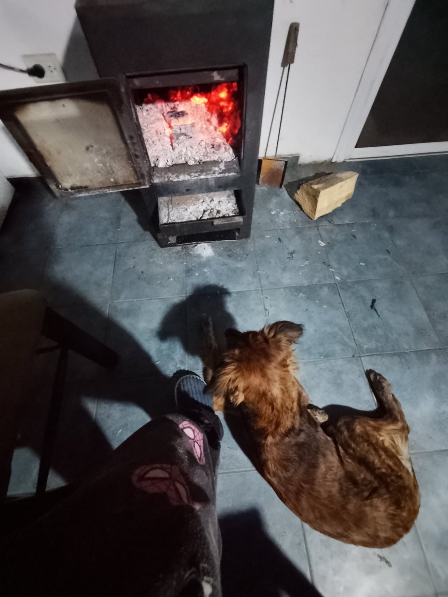 bettysaidfu's tweet photo. ella es nubi, le encanta subirse al sillón pero estos días por su cadera no puede porque le duele. le gustan las mandarinas pero sólo si le saco la pielcita que recubre los gajos. usa un buzo de cuando yo era chiquita los días de frío y le gusta acostarse al lado de la salamandra https://t.co/Pg9PdoAdgO