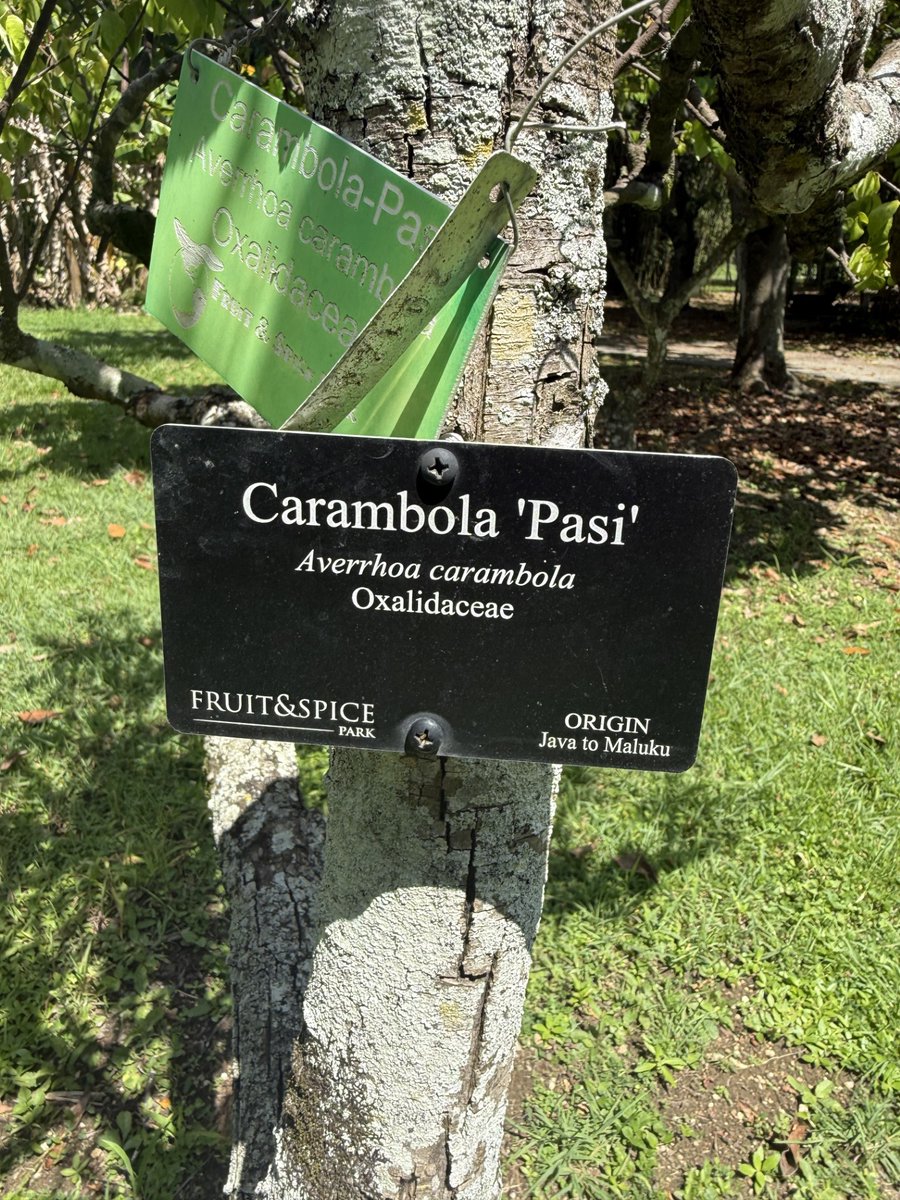 fruitnspice's tweet photo. Averrhoa carambola (Carambola, Star Fruit) is a tropical fruit tree whose fragrant flowers provide nectar for pollinators, while its fruit supports birds and other wildlife. It plays a valuable role in promoting biodiversity in tropical landscapes. 🐝
Photo credit: Gonzalo Baeza https://t.co/wB4LRrpq5f