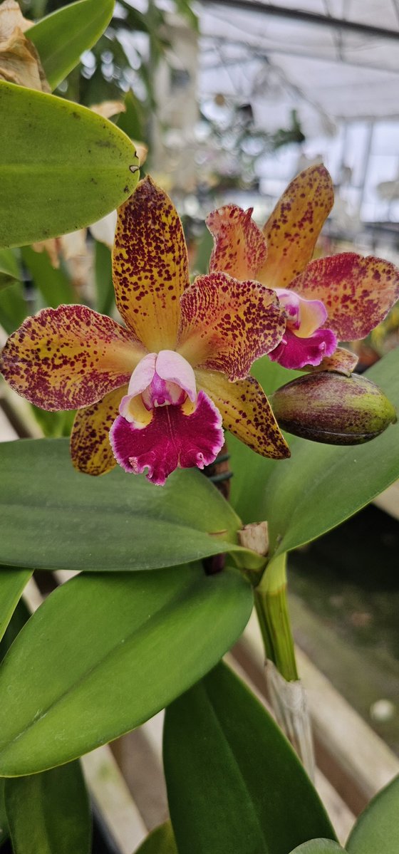 BlueRidgeOrchid's tweet photo. Rhyncholaeliocattleya Waianae Leopard 'Ching Hua' from our last visit to Chadwick and Son Orchids. https://t.co/3muxe7vUK3