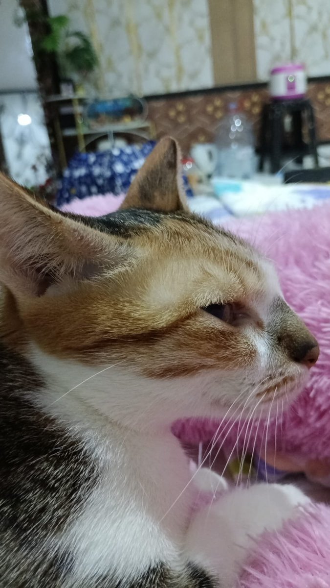 ercomodooo's tweet photo. Lirikan maut seekor janda 
Kucing mujaer https://t.co/Q0pcnzpDjz