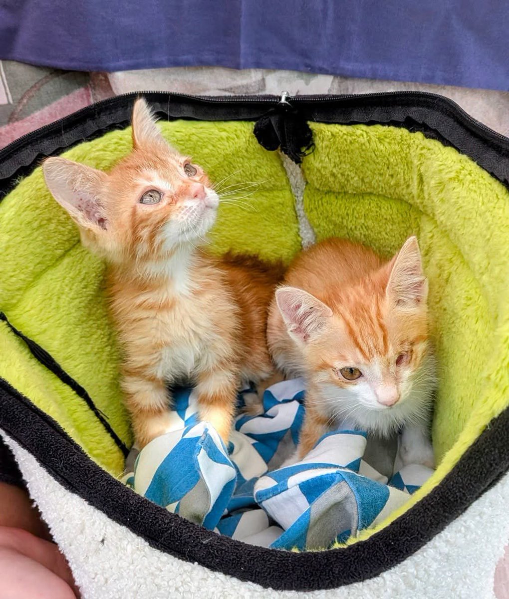 tiziana_55's tweet photo. Gattile di Cuneo,E le nostre Thelma e Louise? Sono due 
micine adorabili, Louise ha un difetto all'occhietto destro, o meglio, a causa di una infezione l ha perso completamente.3 mesi e sono simpaticissime!!! Abituate alla vita di casa, ai gatti e ai cani
X info 3491445712 https://t.co/buBeN6Wym7