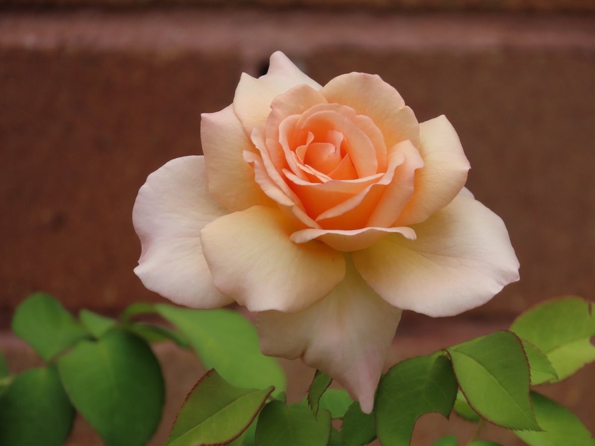 ktanimara2026's tweet photo. #GardenRoses #FlowerPhotography #AustralianWinter
Photo by borisaust at Pixabay, Australia, August 6, 2026
#GardeningTwitter #GardeningX https://t.co/bjViAh6Zn8
