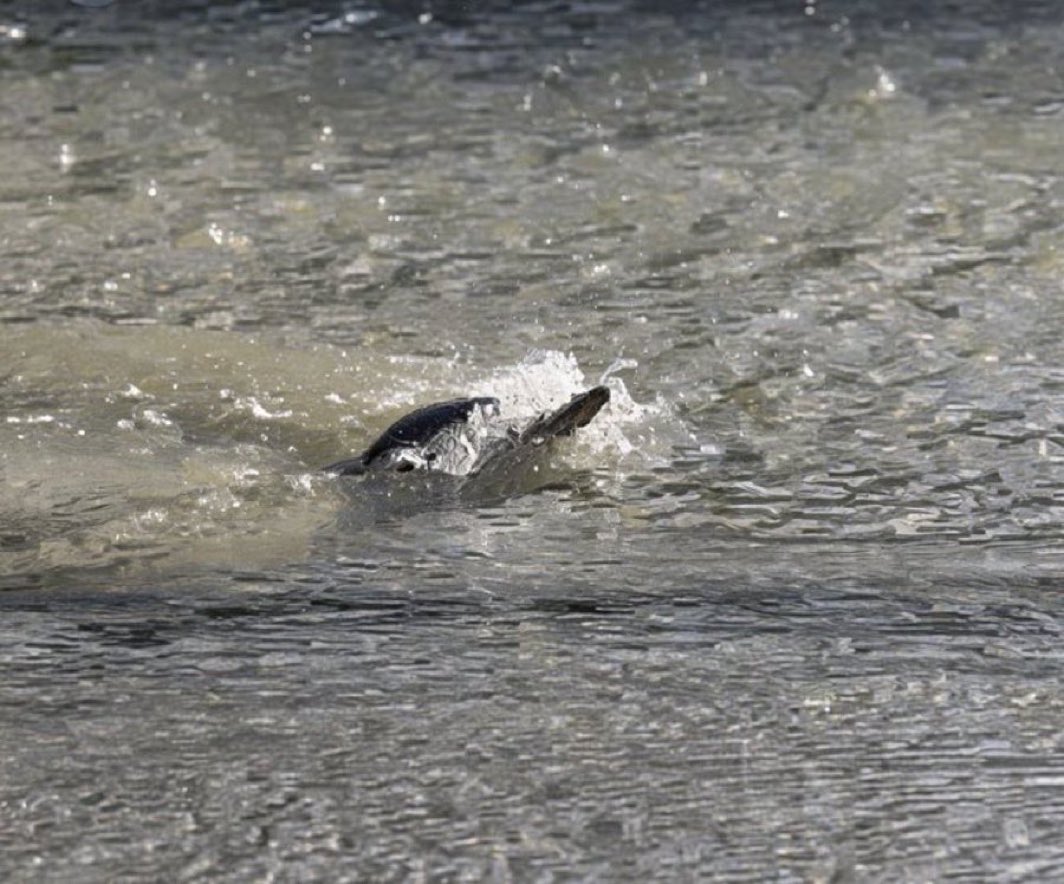 Seaaal's tweet photo. Me right now adding to my $Turtle position. 

Underwater but not out. Just keep swimming. 

Against all odds. https://t.co/KXKINTnfjt