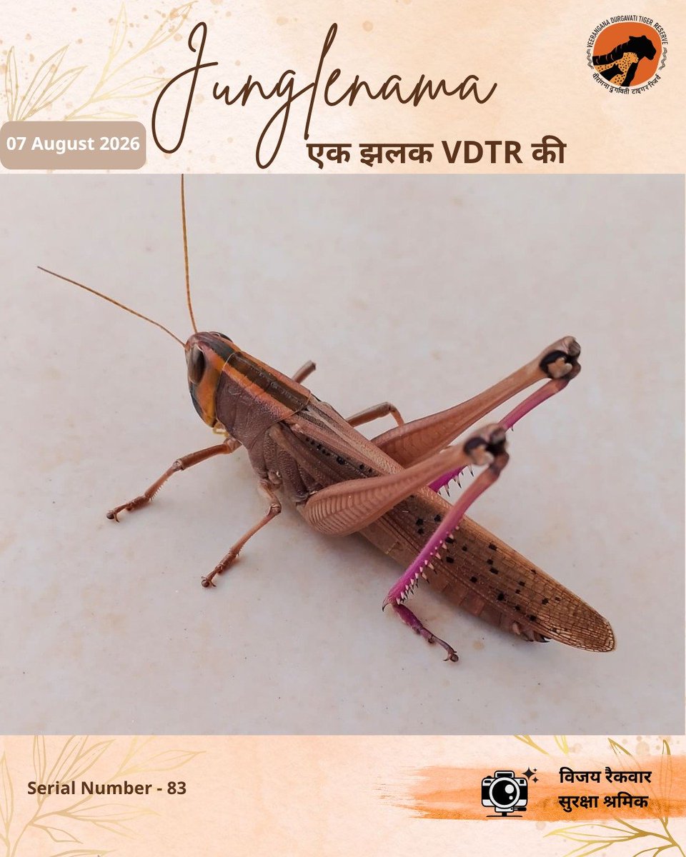 vdtrofficial's tweet photo. Junglenama | एक झलक VDTR की
टिड्डा (Grasshopper) अपनी लंबी छलांग और शक्तिशाली पिछले पैरों के लिए जाना जाता है।
"हर छोटा जीव हमें सिखाता है कि आकार नहीं, क्षमता ही असली पहचान होती है।"
Captured by - विजय रैकवार, सुरक्षा श्रमिक
#vdtr #grasshopper #wildlifephotography https://t.co/2SaUGNuU49