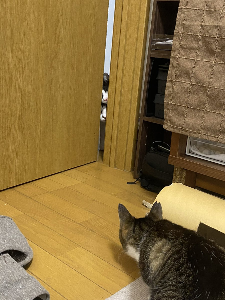 puipuioukoku_f's tweet photo. 手前の猫ﾁｬﾝを保護して別宅隔離してたけど、
隙間から初めて対面した時 https://t.co/KQQnEWxVlq