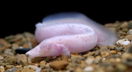 CarmineWilding's tweet photo. Animal of the Day:

Blind Congo River Spiny Eel!

You know how some fish live in caves and eventually lose their sight because it’s dark all the time anyhow?

Well, the BCRSE said, “Who needs a cave?”

The Congo River is like no other river on earth and where we need to start… https://t.co/b4RNwLlJ35