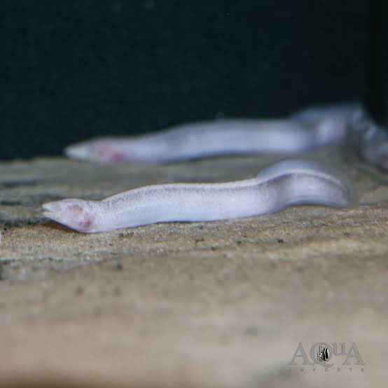 CarmineWilding's tweet photo. Animal of the Day:

Blind Congo River Spiny Eel!

You know how some fish live in caves and eventually lose their sight because it’s dark all the time anyhow?

Well, the BCRSE said, “Who needs a cave?”

The Congo River is like no other river on earth and where we need to start… https://t.co/b4RNwLlJ35