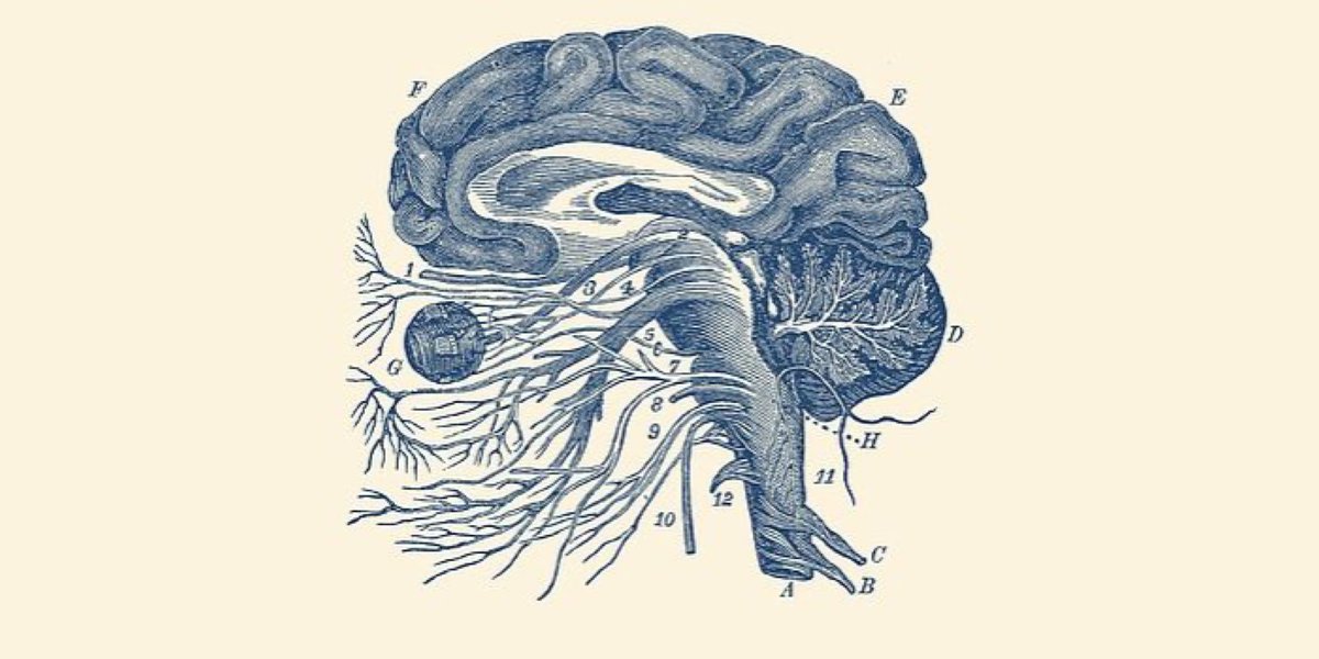 questmoosa's tweet photo. Reminder to massage your jaws to free your head and neck of clenching stress. https://t.co/bY7ZPDZFzF