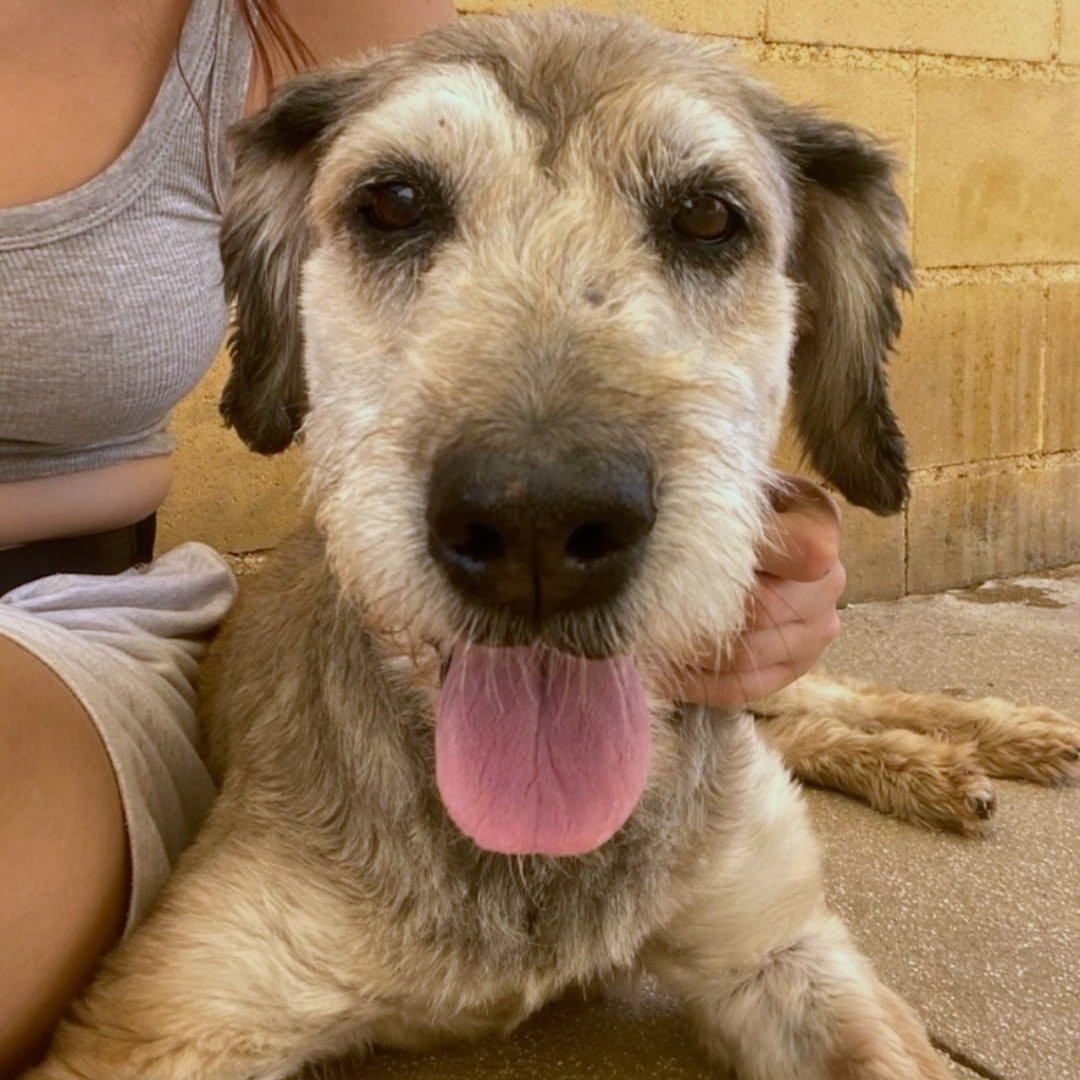 SosAbuelos1's tweet photo. Solo #MÁLAGA
Otra vez ha pasado, otra vez han abandonado a un perro senior, por eso, por ser demasiado "viejo"....

#LAYA es esta dulzura de 22 kg y 14 años de ojos inocentes y orejas caídas

Si quieres conocerla, comunícate.

Ref- 25126

Contacto: modulog@protectoramalaga.com https://t.co/wyV6QY4aZp