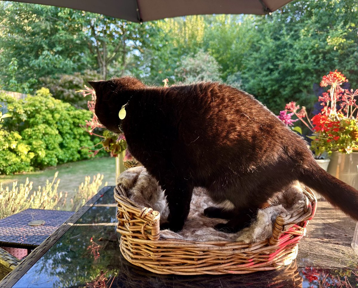 MunchPudding's tweet photo. It’s a lovely evening for #Hedgewatch I’ve had my #FishyFriday 🐟 and now it’s time for pawtrol 🐾 😺🌿 https://t.co/LZf0fuWEfT
