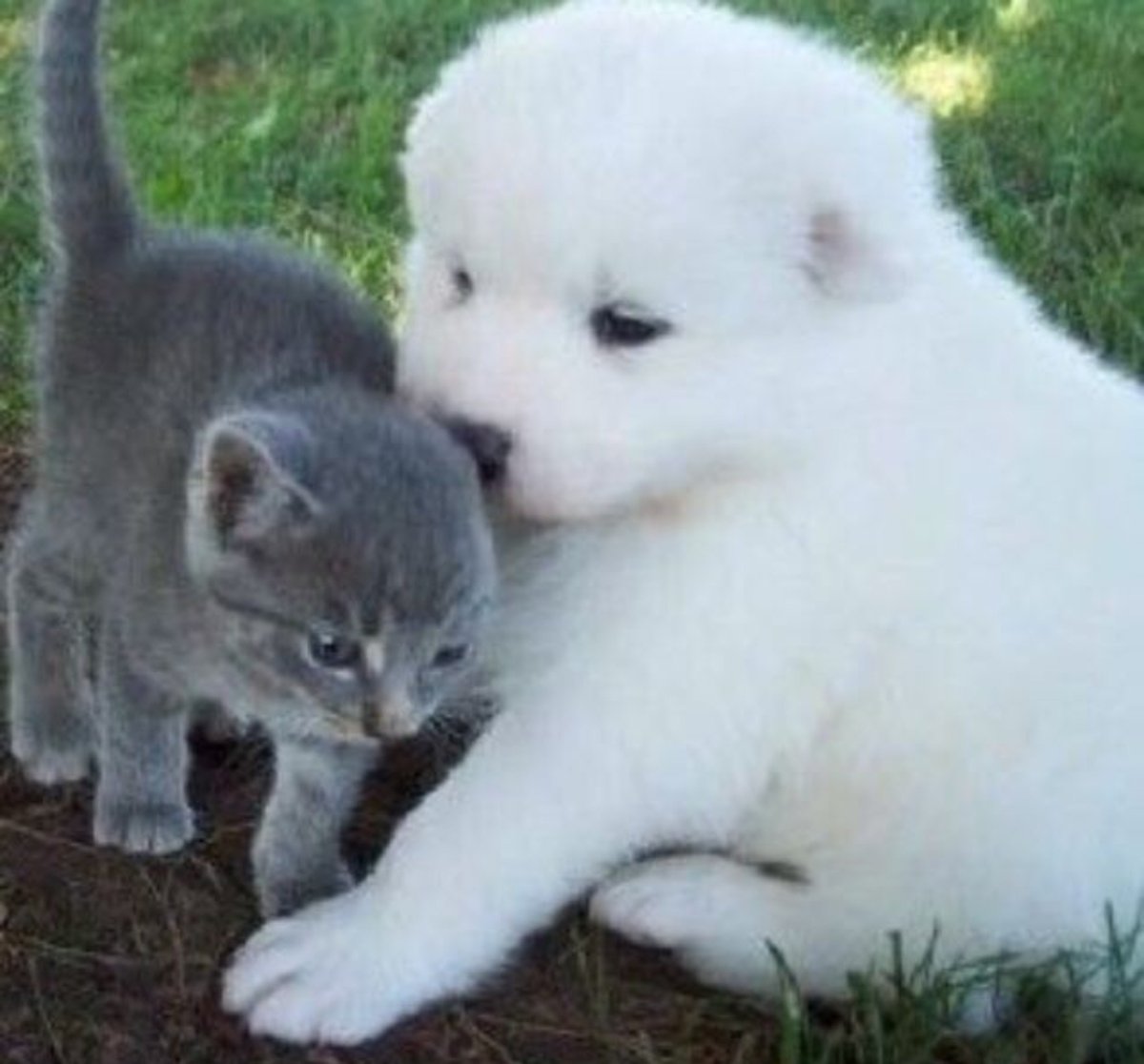 cutestpuppyy's tweet photo. Best friend https://t.co/grtawrzfbq