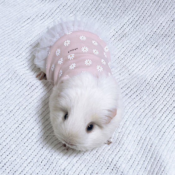 morucolle's tweet photo. 🩷再入荷🩷
ゆるかわなお花ワンピース🌼ピンク

🐹Model 綿飴ちゃん 3歳
体重996g おとなサイズ着用

ふんわりした雰囲気の��の子モード全開ワンピです👧

#モル盛る®︎服
#モルモット服 #モルモット 
#guineapig 
#기니피그 https://t.co/vuU83yFVUI