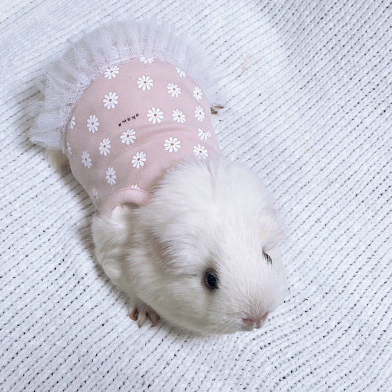 morucolle's tweet photo. 🩷再入荷🩷
ゆるかわなお花ワンピース🌼ピンク

🐹Model 綿飴ちゃん 3歳
体重996g おとなサイズ着用

ふんわりした雰囲気の��の子モード全開ワンピです👧

#モル盛る®︎服
#モルモット服 #モルモット 
#guineapig 
#기니피그 https://t.co/vuU83yFVUI