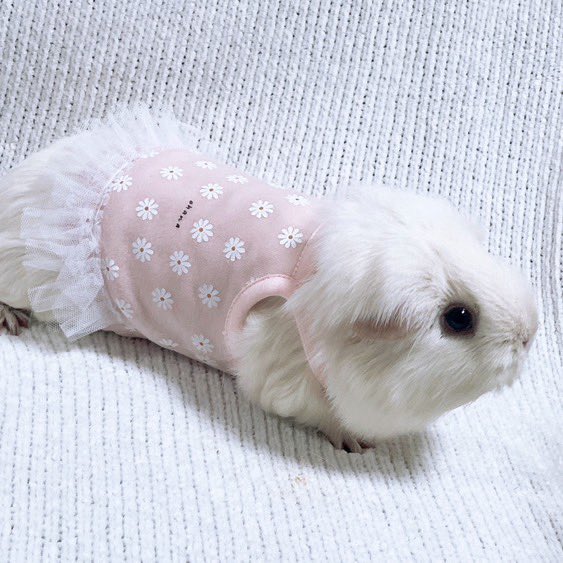 morucolle's tweet photo. 🩷再入荷🩷
ゆるかわなお花ワンピース🌼ピンク

🐹Model 綿飴ちゃん 3歳
体重996g おとなサイズ着用

ふんわりした雰囲気の��の子モード全開ワンピです👧

#モル盛る®︎服
#モルモット服 #モルモット 
#guineapig 
#기니피그 https://t.co/vuU83yFVUI