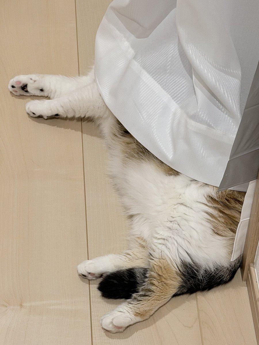 magicaltaro's tweet photo. 頭隠してダイナマイトボディ隠さず
なコッちゃん😼

#猫のいる暮らし
#ねこかわいいね https://t.co/8IoA1qtCHK