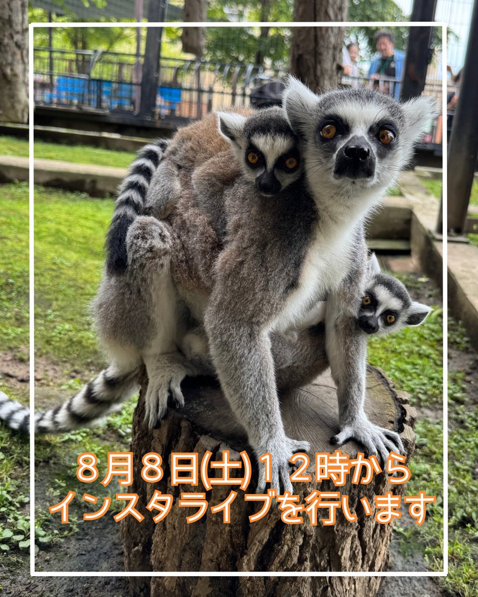 asahiyamazoo1's tweet photo. 【おしらせ】

明日８月８日(土)１２時からインスタライブを行います。

園内の様子をご紹介します。

#旭山動物園　#asahiyamazoo
#インスタライブ https://t.co/kbbV3yZbU3