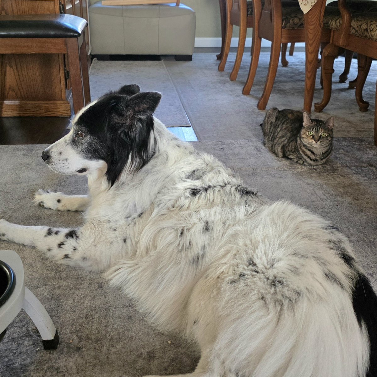 LanceBlizzGamer's tweet photo. It's Friday and we're here. #DailyKayle  #LunaCat https://t.co/sgn0PlClMG