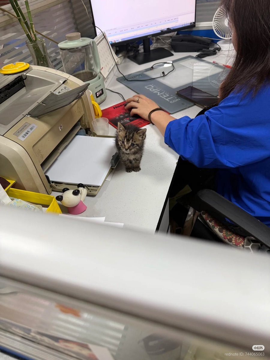 nocontextscats's tweet photo. little assistant https://t.co/eDWd7x7hZj