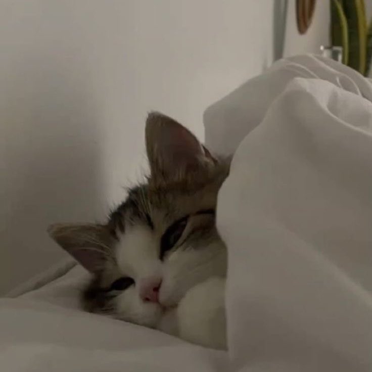 eunseokcloud's tweet photo. sleepycat🥺🫳🏻 https://t.co/M91EDPi7So