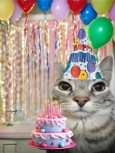 cylestel's tweet photo. @thepappakubasso @StakeEddie @HypeDrop i'm hereeee! happy birthday, pappa 🎂

tagging: @_mherr 

0x790429112e52c51cb33cabc449a00b8a6facea27 https://t.co/1RYJwCidiU