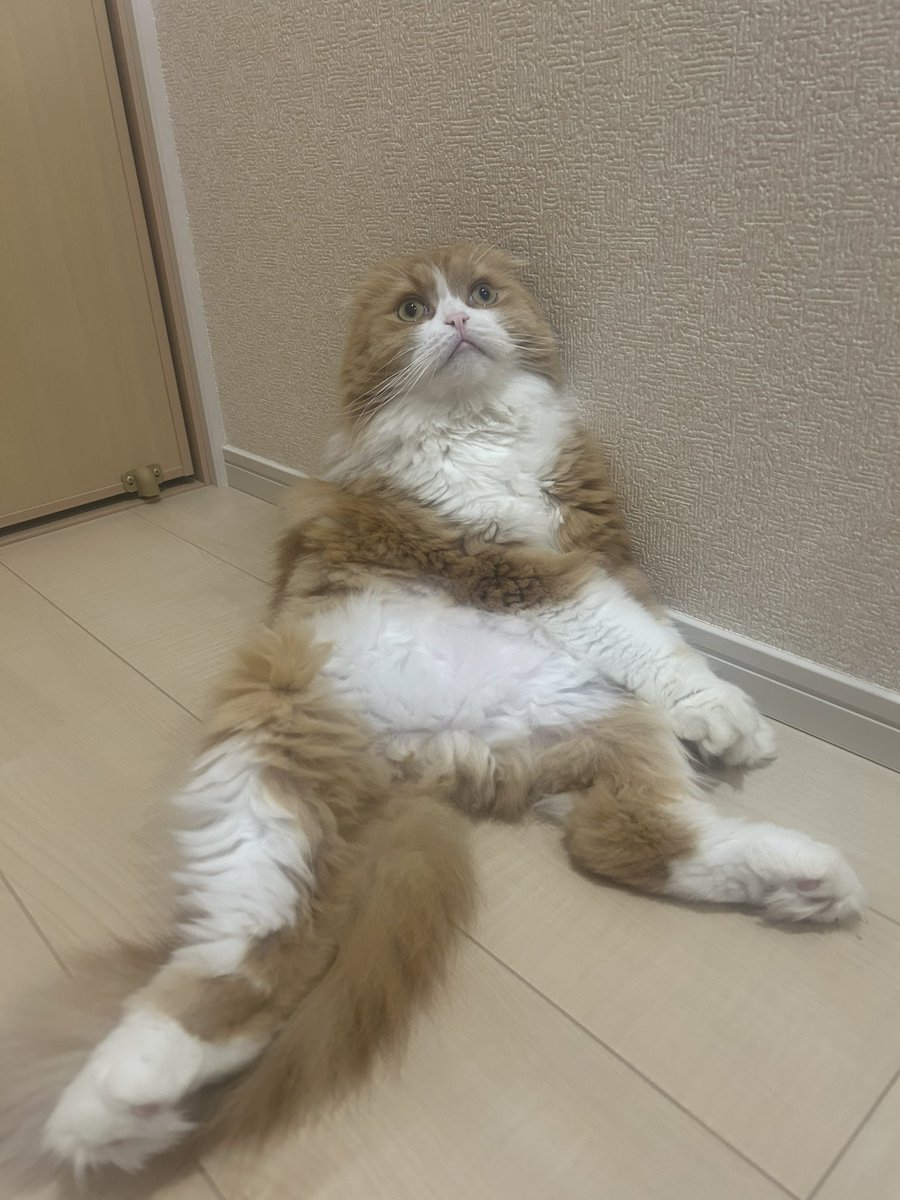 WM__ys69's tweet photo. @SiM_Official #SiMねこ盤 https://t.co/rb3FO1FrGs