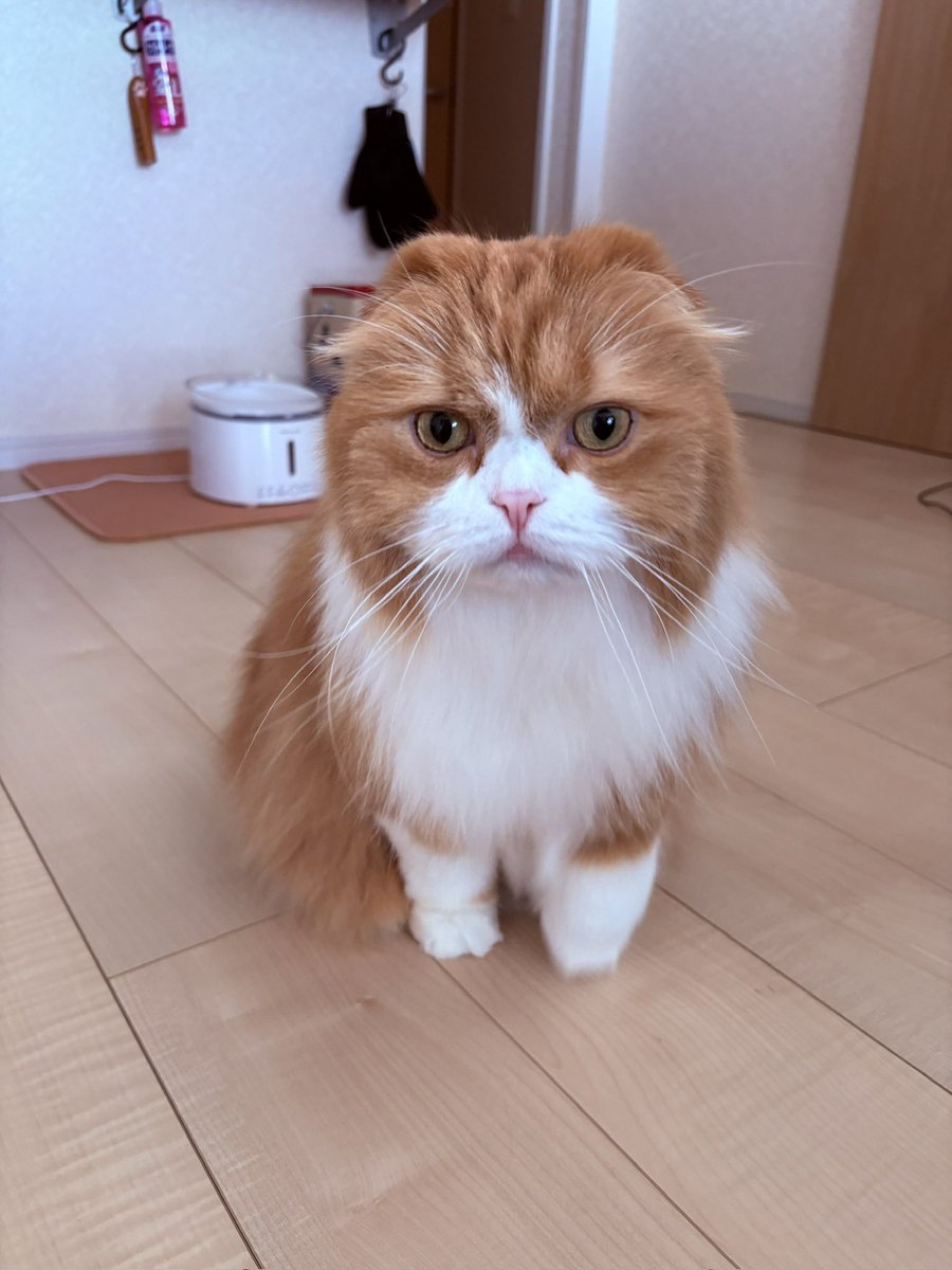 WM__ys69's tweet photo. @SiM_Official #SiMねこ盤 https://t.co/rb3FO1FrGs