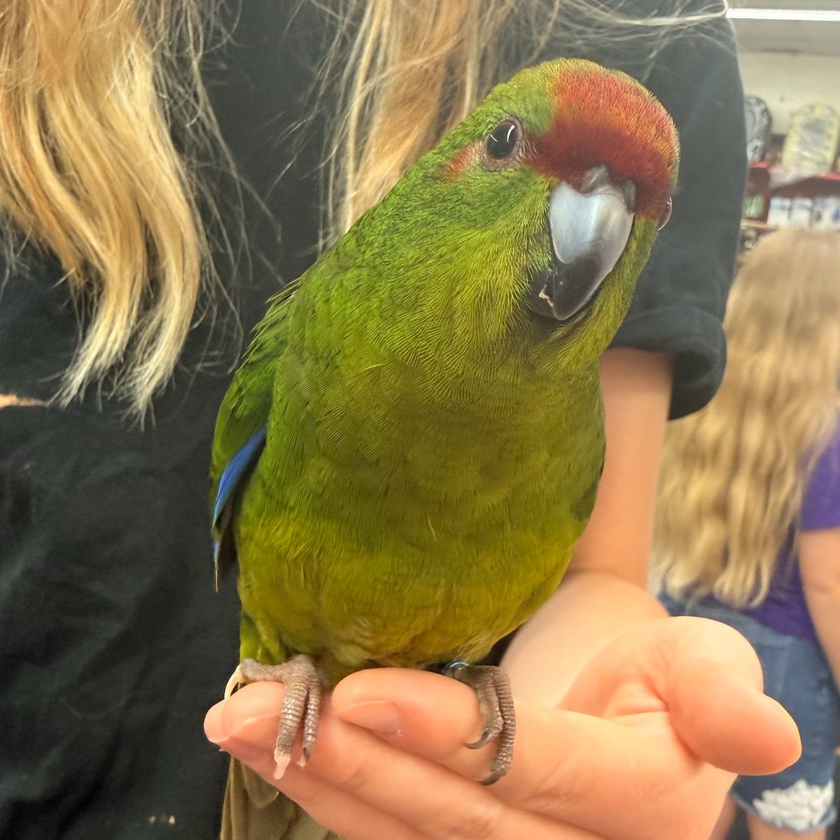 jesswithaquest's tweet photo. Happy Friday, Social Cousins! 

My birthday is coming up on Monday. & I haven't really celebrated my birthday in like 8 years. This year I want to buy a Kakariki bird.

This is a HUGE ask, but I have to shoot my shot.

Help me bring Syrax home!

I'm using @buymeacoffee to fundraise for her and her supplies. 

https://t.co/CH4mpvT4wK