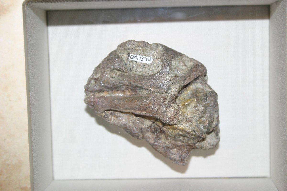 TomHoltzPaleo tweet picture