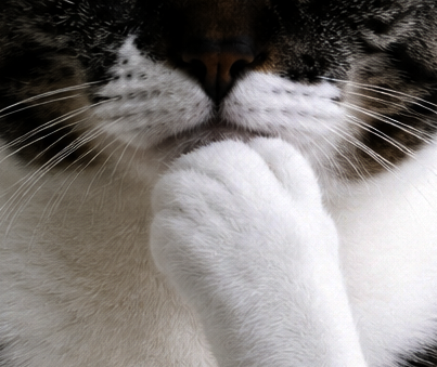 thinkingcatRH tweet picture