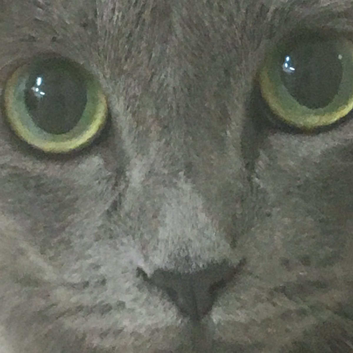 ht_eariH's tweet photo. #自猫り界隈 #自撮り界隈 https://t.co/S2vNX6jFHT