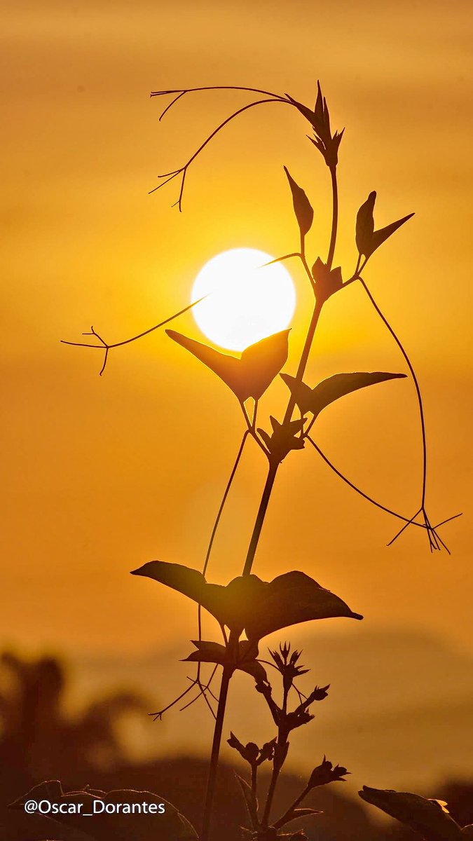 Oscar_Dorantes's tweet photo. Buenos días. ☀️

Hay amaneceres que no solo iluminan el cielo, también despiertan el alma. Hoy el sol parece detenerse entre las hojas para recordarnos que la belleza suele encontrarse en los momentos más sencillos.

Deseo que este día te regale paz para el corazón, fortaleza para tus desafíos y alegría para cada paso que des. Que Dios ilumine tu camino, cuide de ti y haga florecer todo aquello que llevas con esperanza.

Que, así como el amanecer abraza la naturaleza con su luz, hoy la vida abrace tu corazón con bendiciones.

Que tengas un hermoso día.