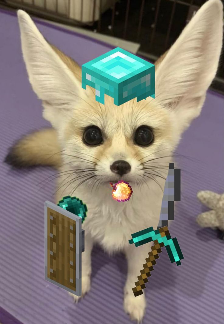 TheFoxLife's tweet photo. https://t.co/FpocWUPM9B