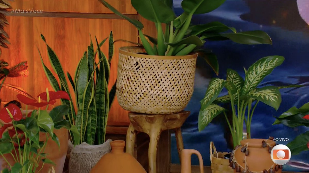 vaidesmaiar's tweet photo. A Ana Maria dizendo que encheram o estúdio do Mais Você de plantas para a Anitta ficar mais a vontade e deixar tudo na temática do álbum. FOFA! https://t.co/CbtU8hCwTc