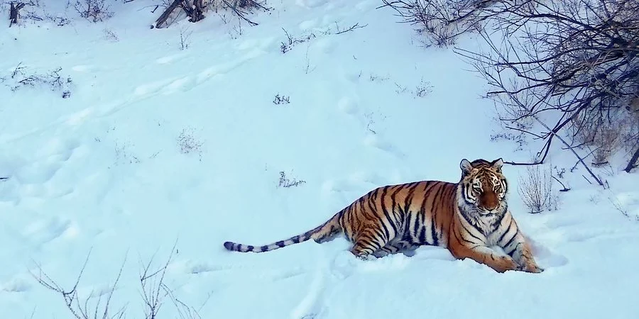 TimGluckman's tweet photo. ...monitored to see if became an issue 4 humans

#Kazakhstan intends to pair it w/ #tiger f/ E #Siberia 4000 k away
It depends on a #river that rises in #China &amp; since 1990s used > &amp; > for farming. If used too much will destroy #habitat tiger needs.
https://t.co/AAVbgwmsVi https://t.co/nrkWyJZZcT