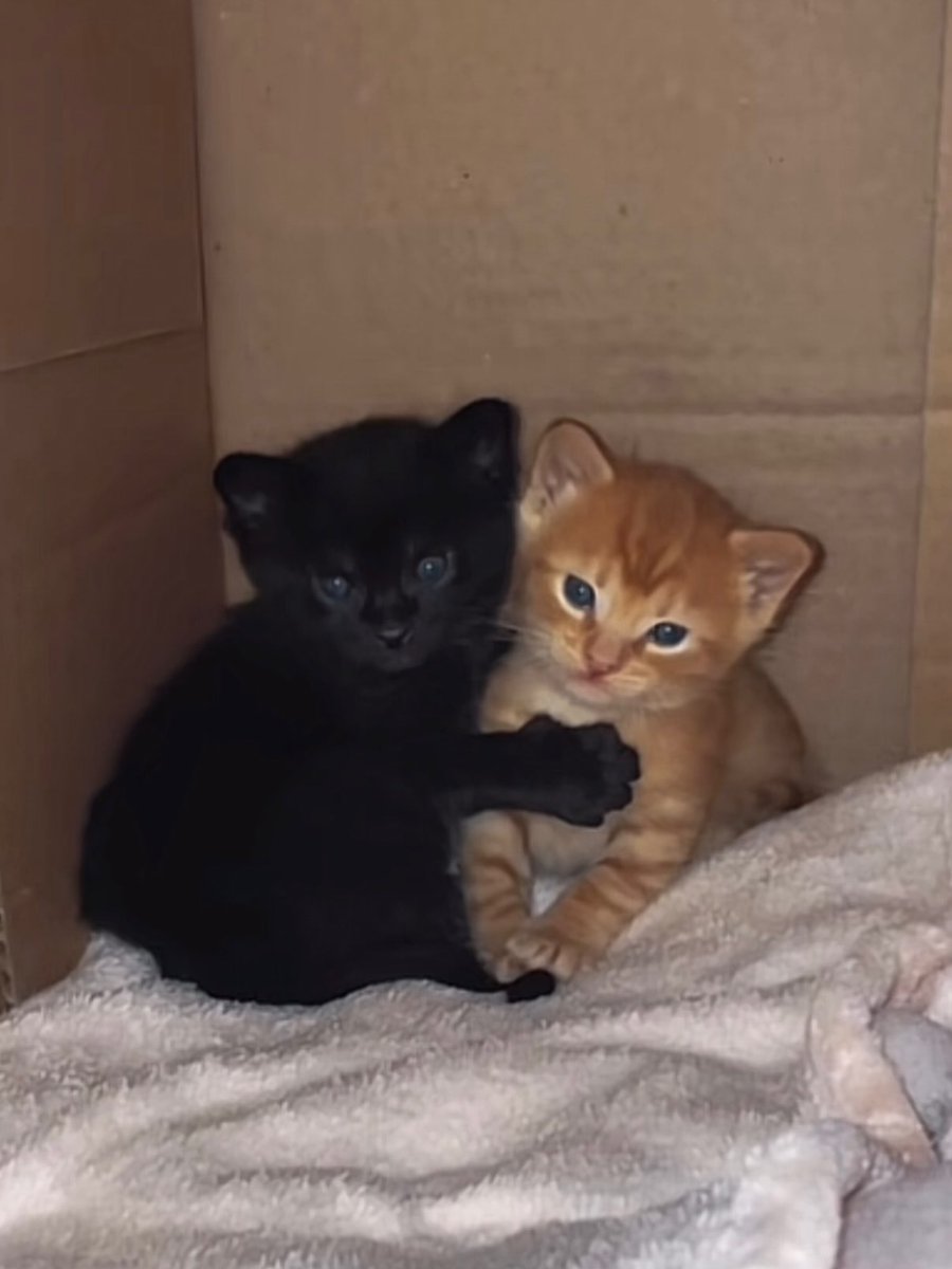 catsworldaura's tweet photo. https://t.co/B220tOZ1an