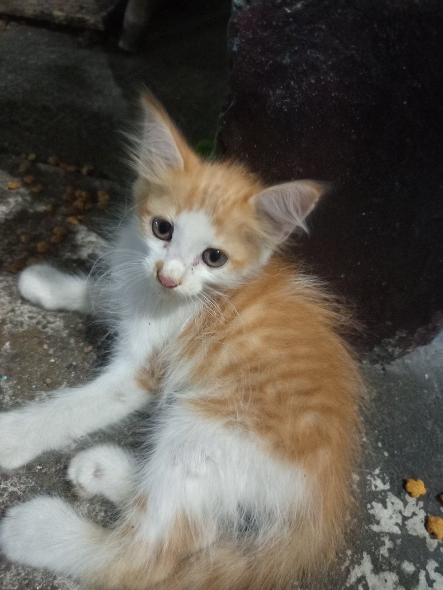 pairthenon's tweet photo. new entry to da hood i'll name him later https://t.co/e0hbzMkpAP